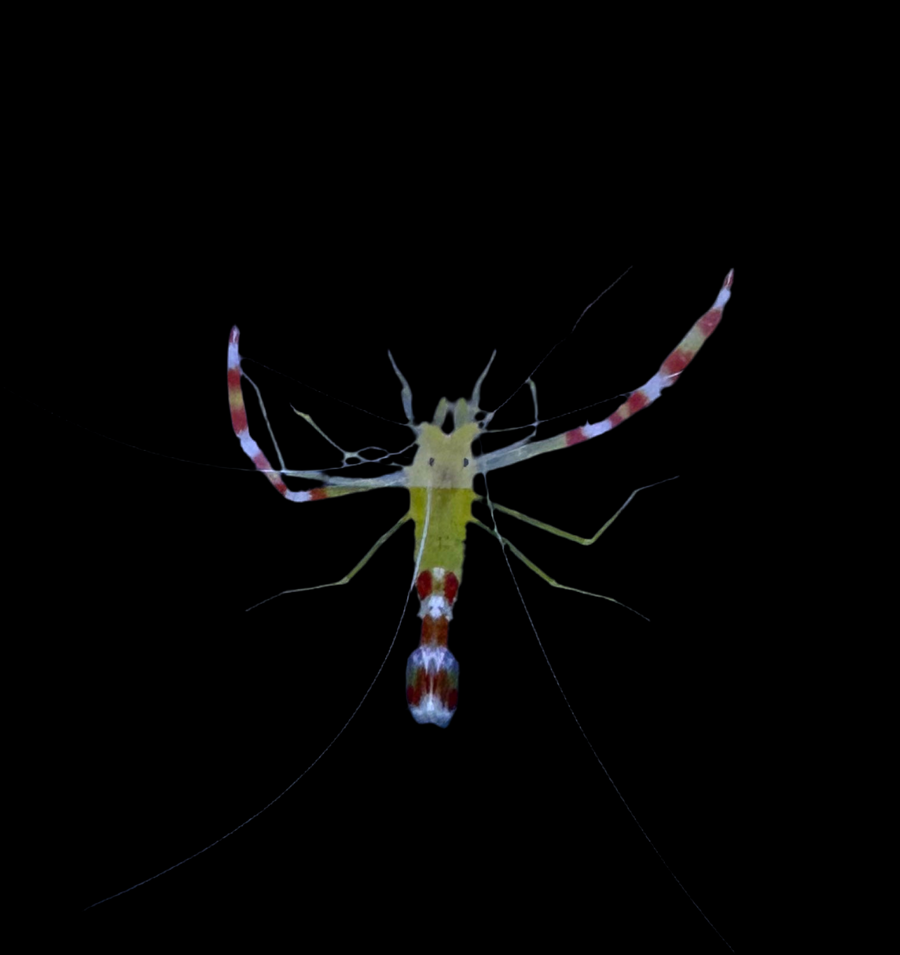 Gold Banded Coral Shrimp