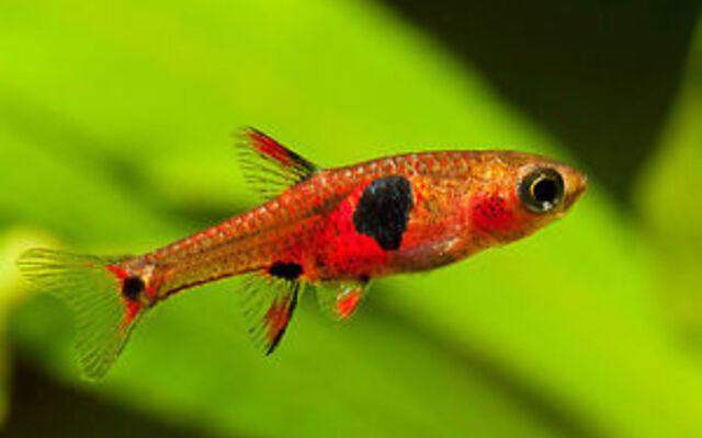 Maculatus Dwarf Rasbora