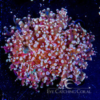 ECC Triple Sec Frogspawn Frag