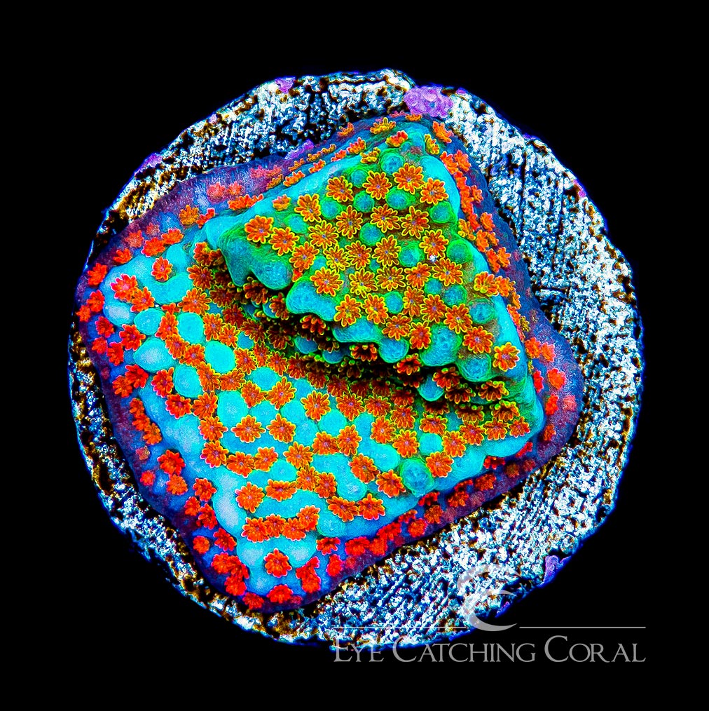 ECC  Aquaman Montipora Frag