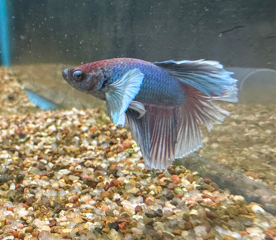 Dumbo Super Delta Betta Male