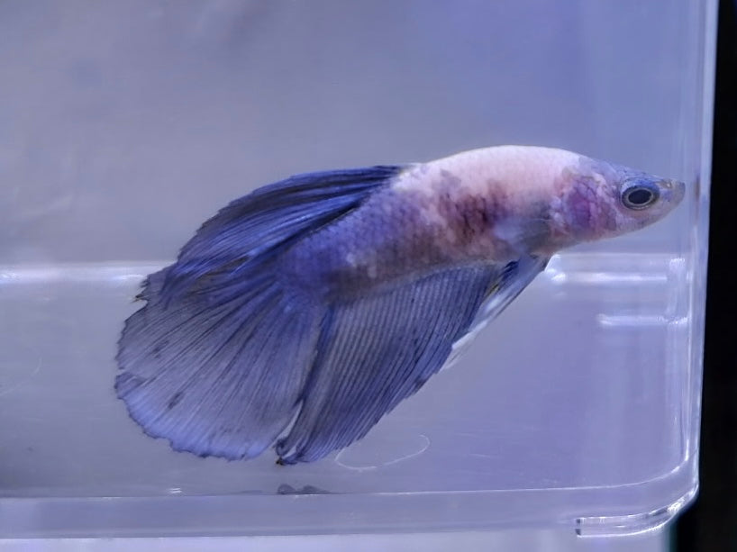 Blue Panda Male Betta BT1B