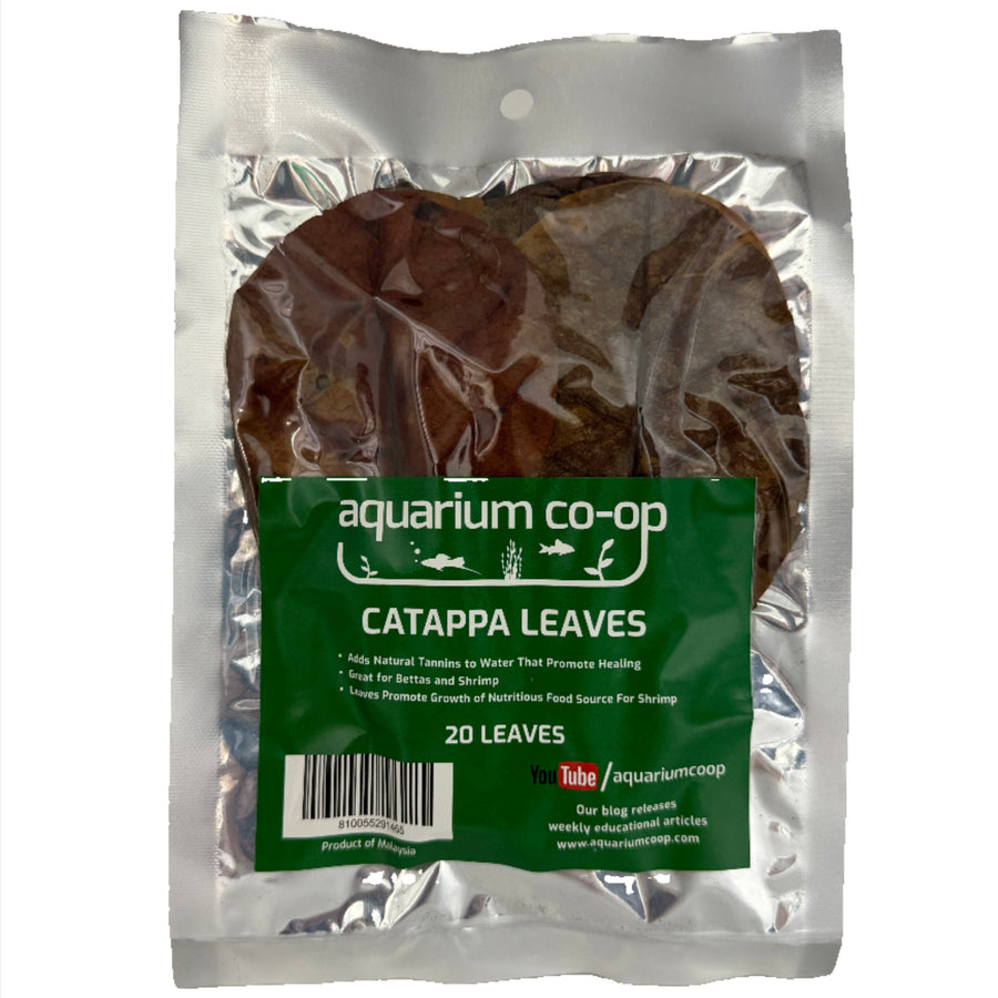 Catappa Leaves