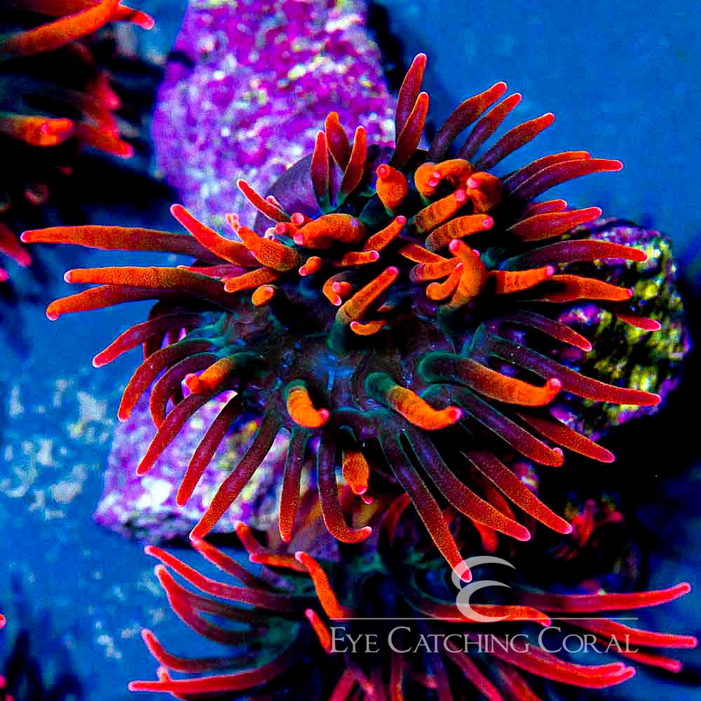 ECC Sherman Bubble Tip Anemone
