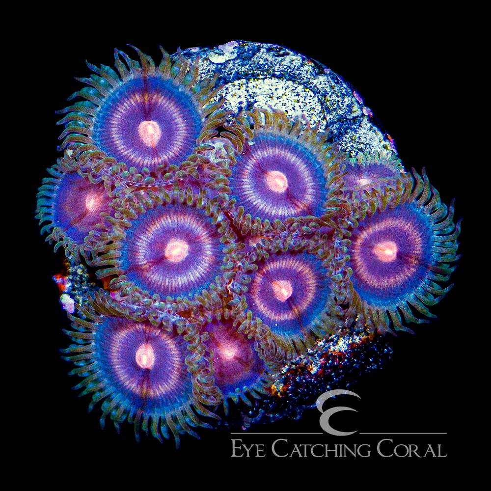 ECC Plasma Cutter Frag (4 Polyp Average)