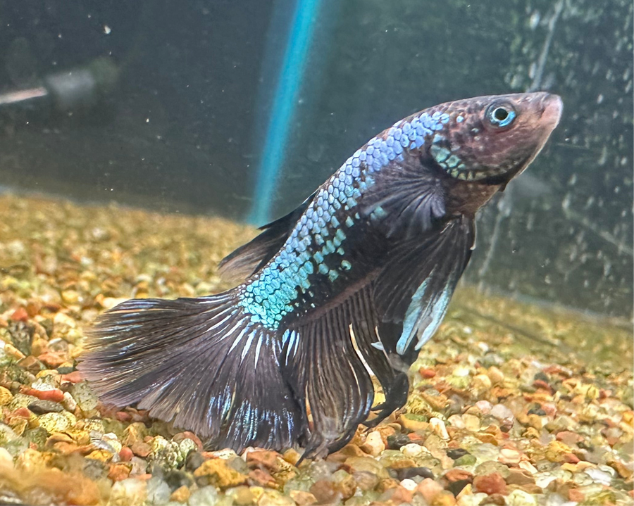 Dumbo Super Delta Betta Male
