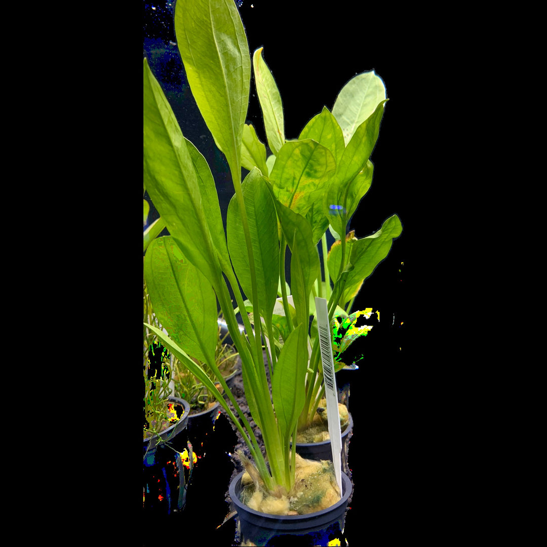 amazon sword plant seeds Amazon Sword Potted – Reeflifeaquariums.com
