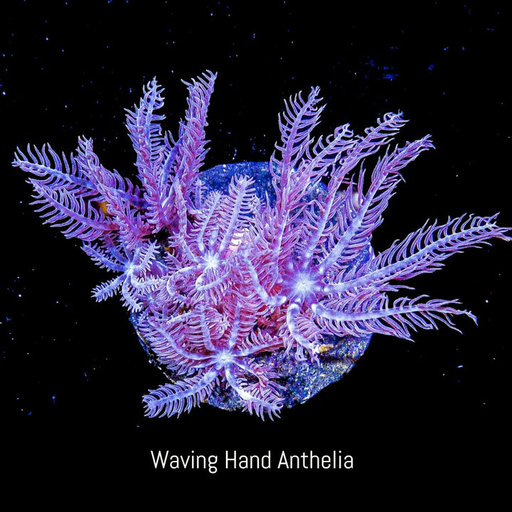 ECC Waving Hand Anthelia Frag