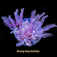 ECC Waving Hand Anthelia Frag