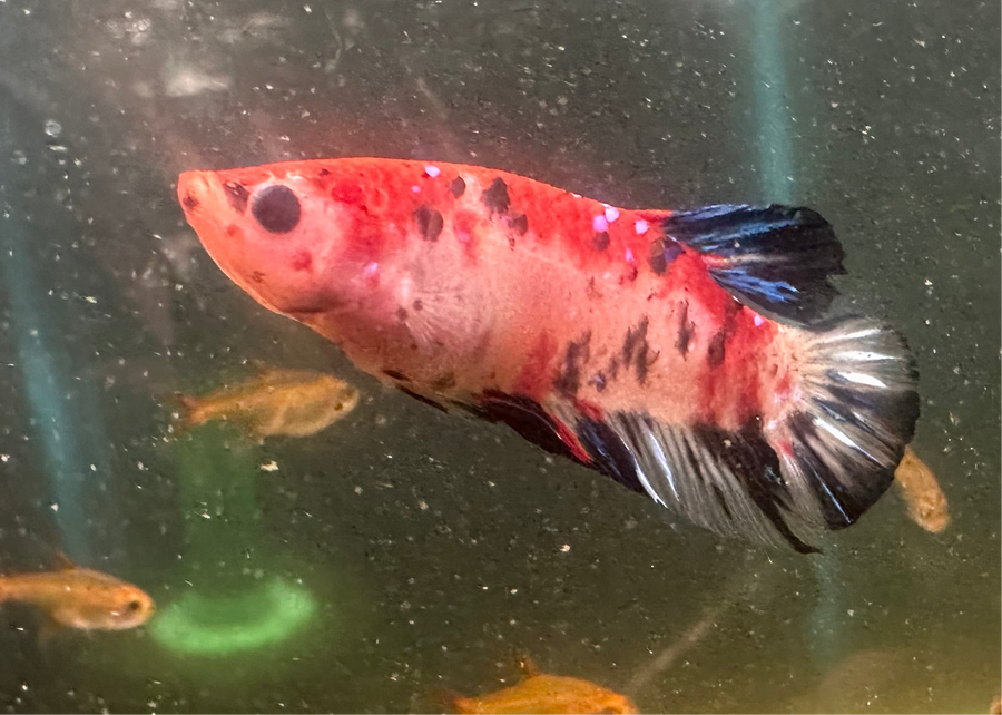 Koi Plakat WYSIWYG Male Betta