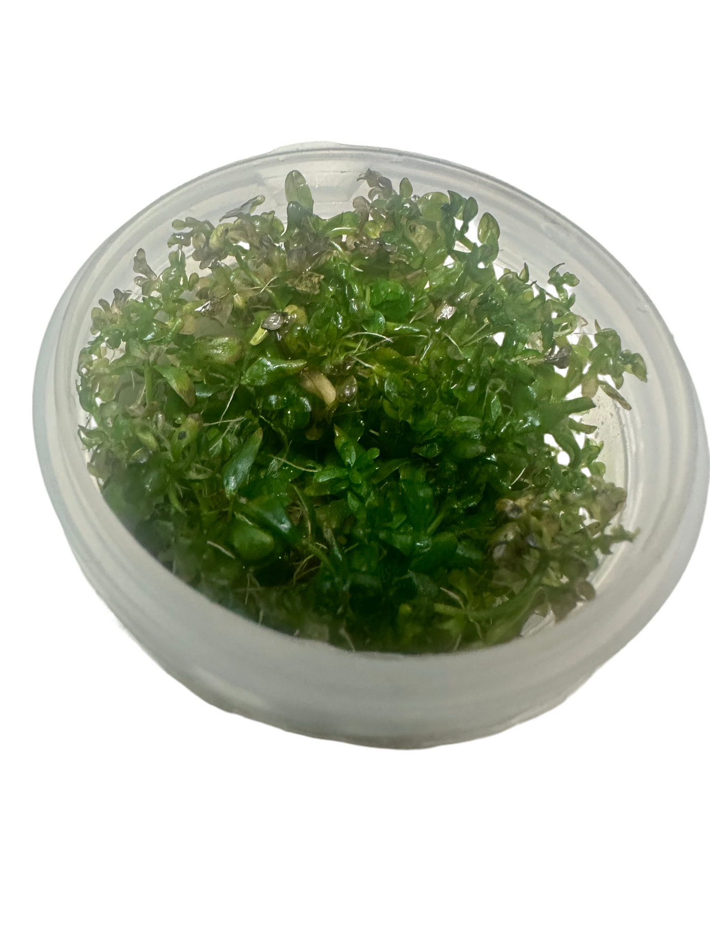 Rotala Rotundifolia Red Cup