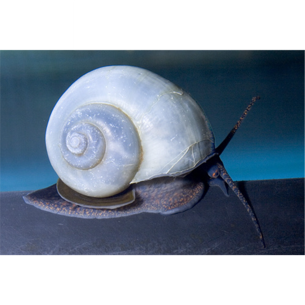 Blue Mystery Snail