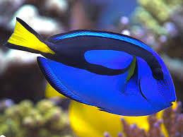 Blue "Hippo" Tang Large
