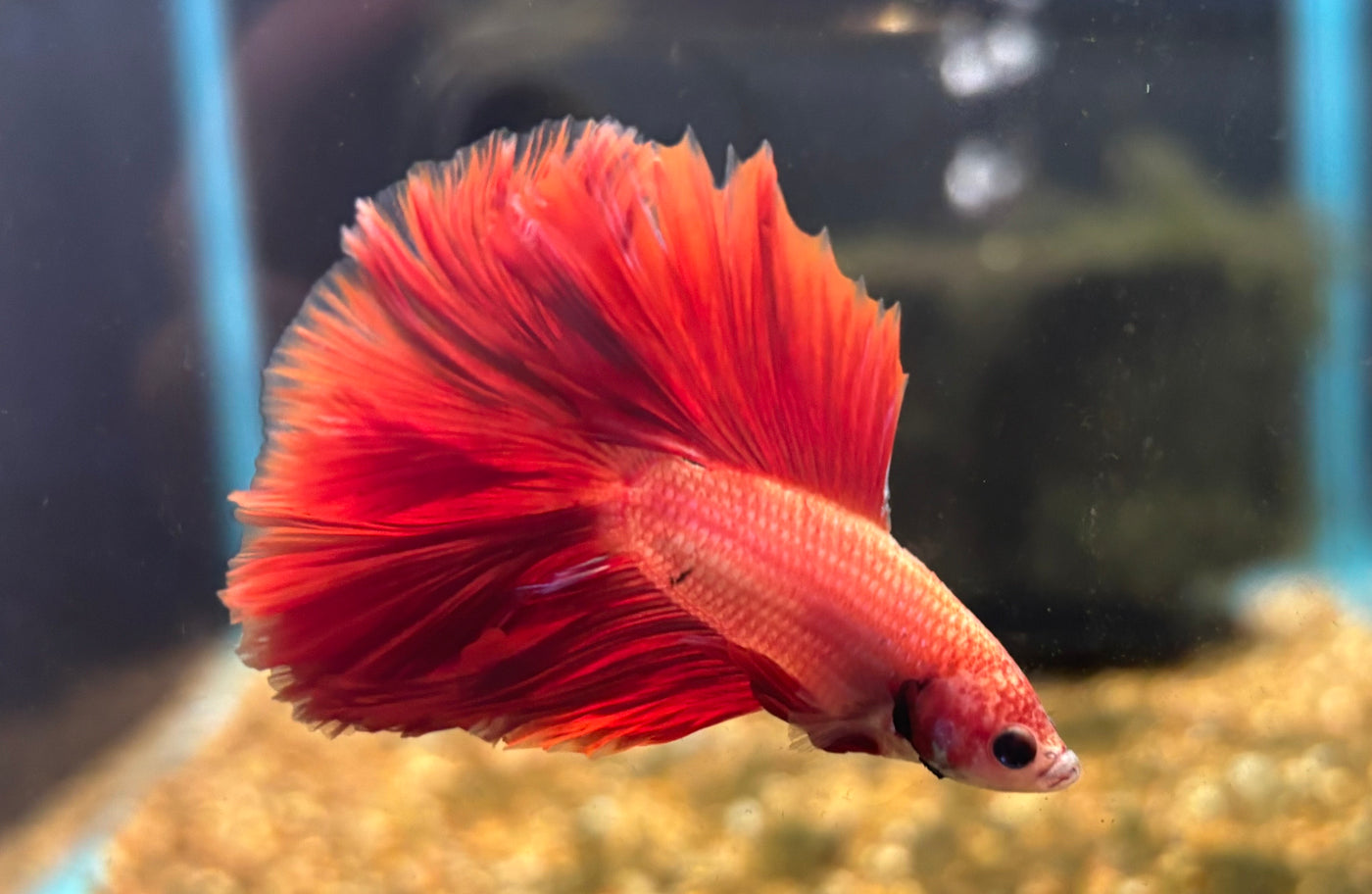 Halfmoon Male Betta BT1D