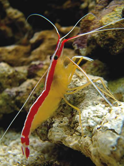 Cleaner Shrimp Small 2"