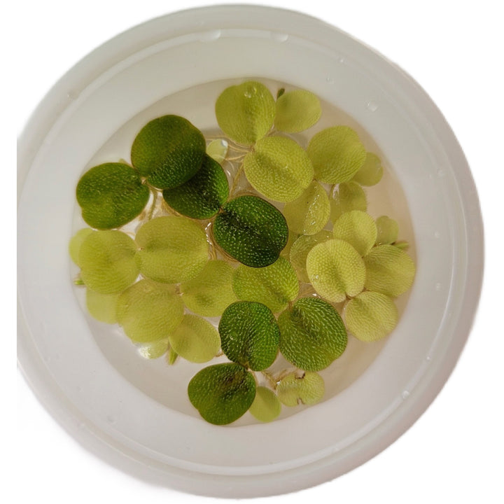 Salvinia Floating Plant 2oz cup portion