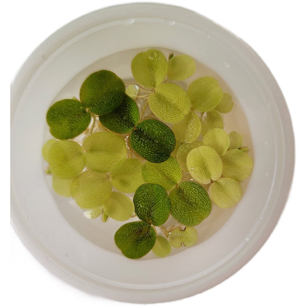 Dustin's Salvinia Floating Plant 2oz cup portion