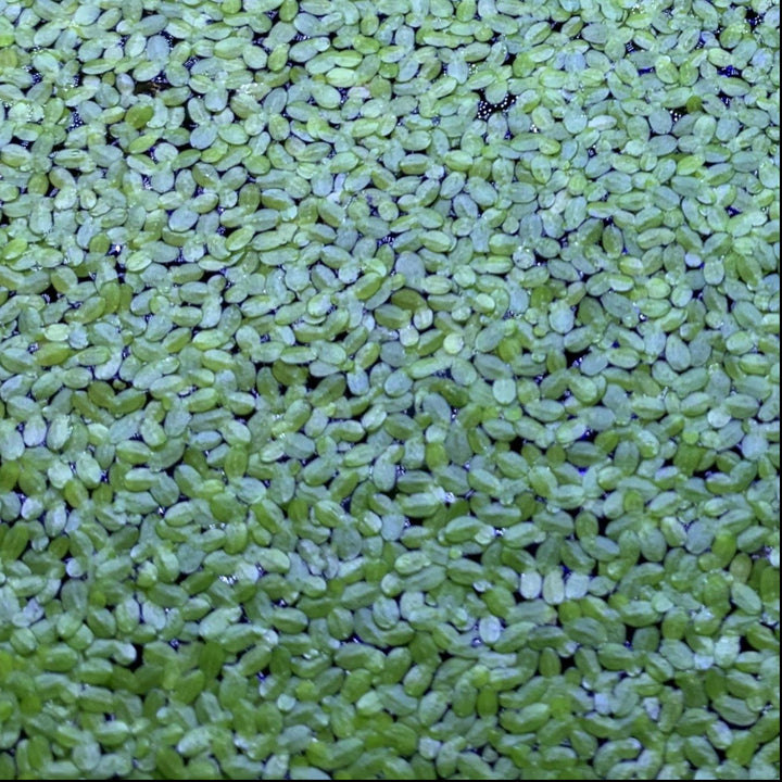 Duckweed Portion 2oz.