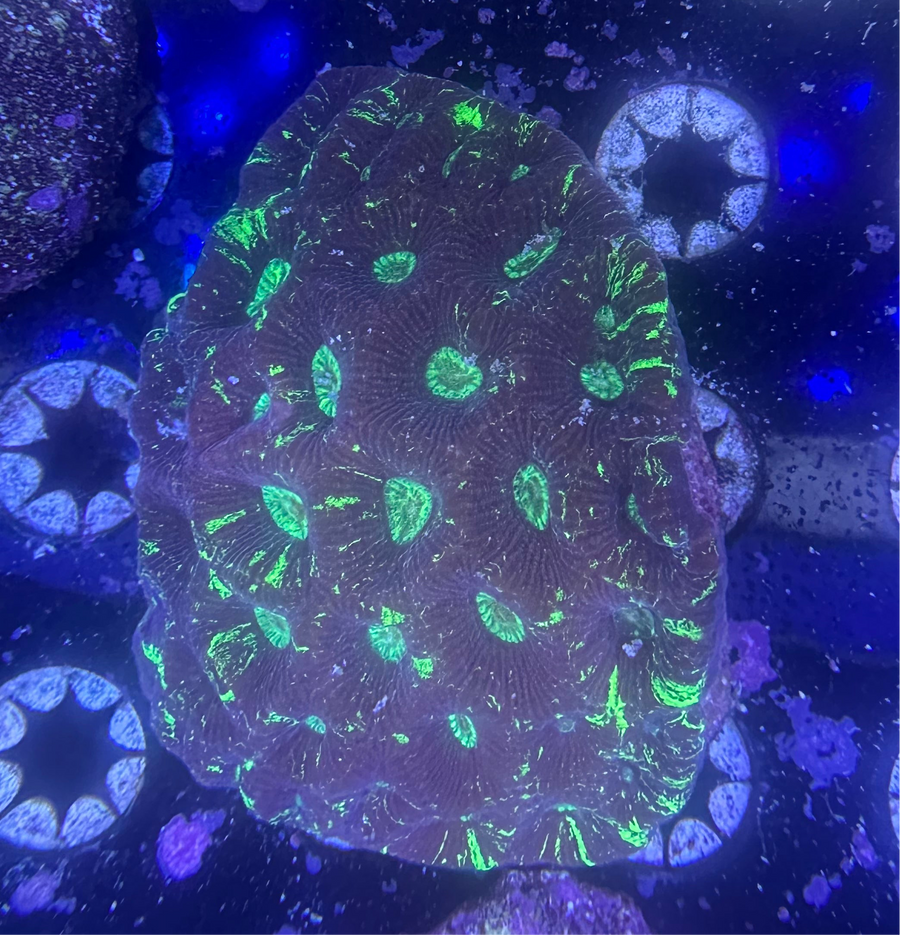 Green Splatter Goniastrea