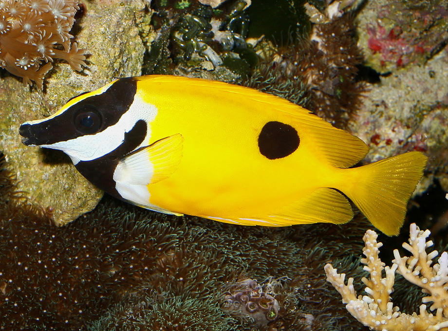 Foxface Reef One Spot Foxface 2.5