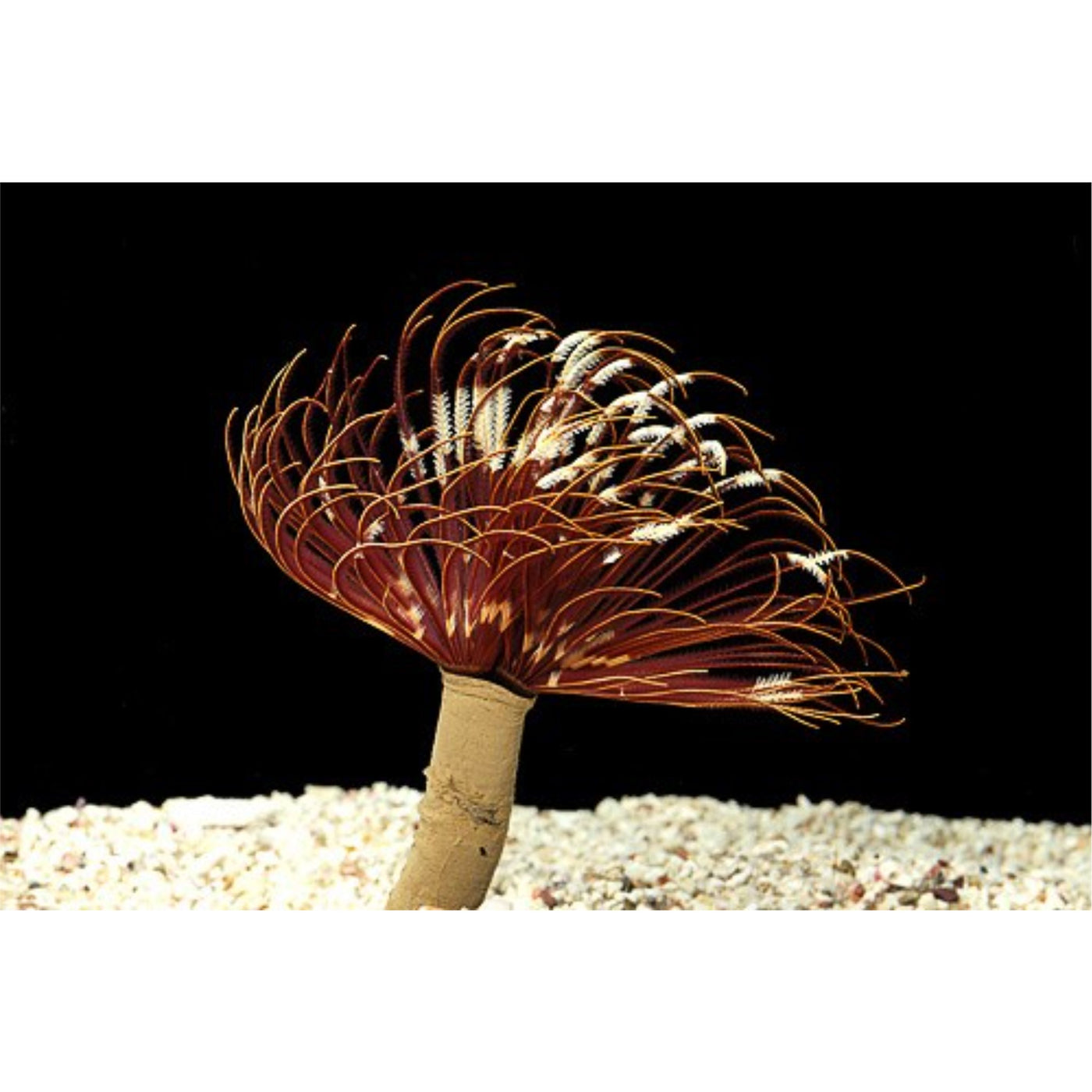 Feather Duster