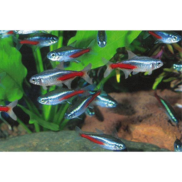 Neon Tetras