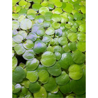 Dustin's Frogbit