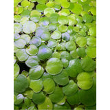 Dustin's Frogbit