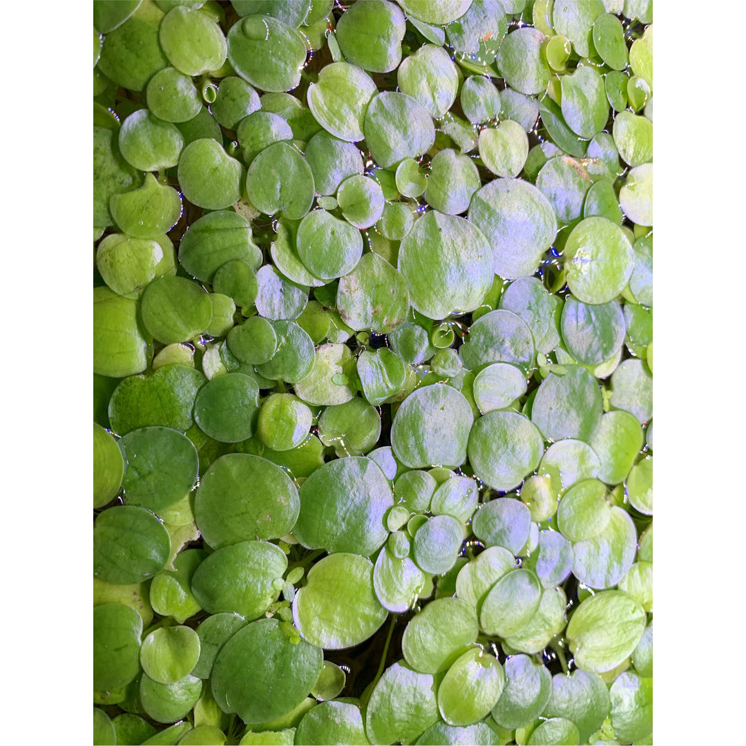 Amazon Frogbit