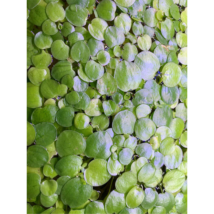 Amazon Frogbit