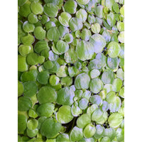 Dustin's Frogbit