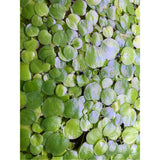 Dustin's Frogbit