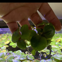 Dustin's Frogbit