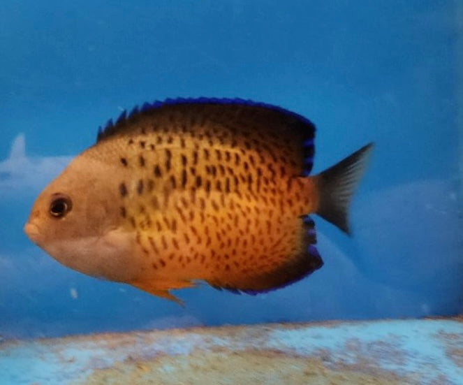Rusty Angelfish · Reeflifeaquariums.com