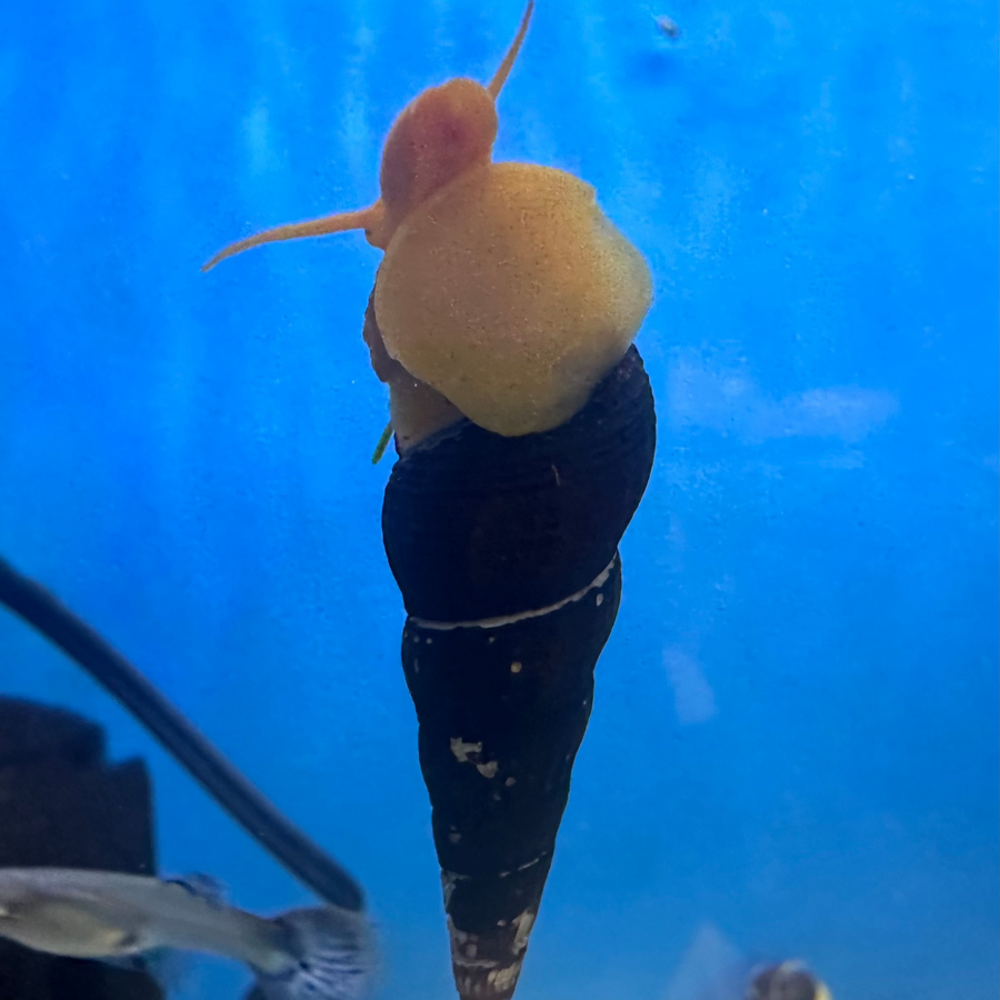 Orange Rabbit Snail · Reeflifeaquariums.com