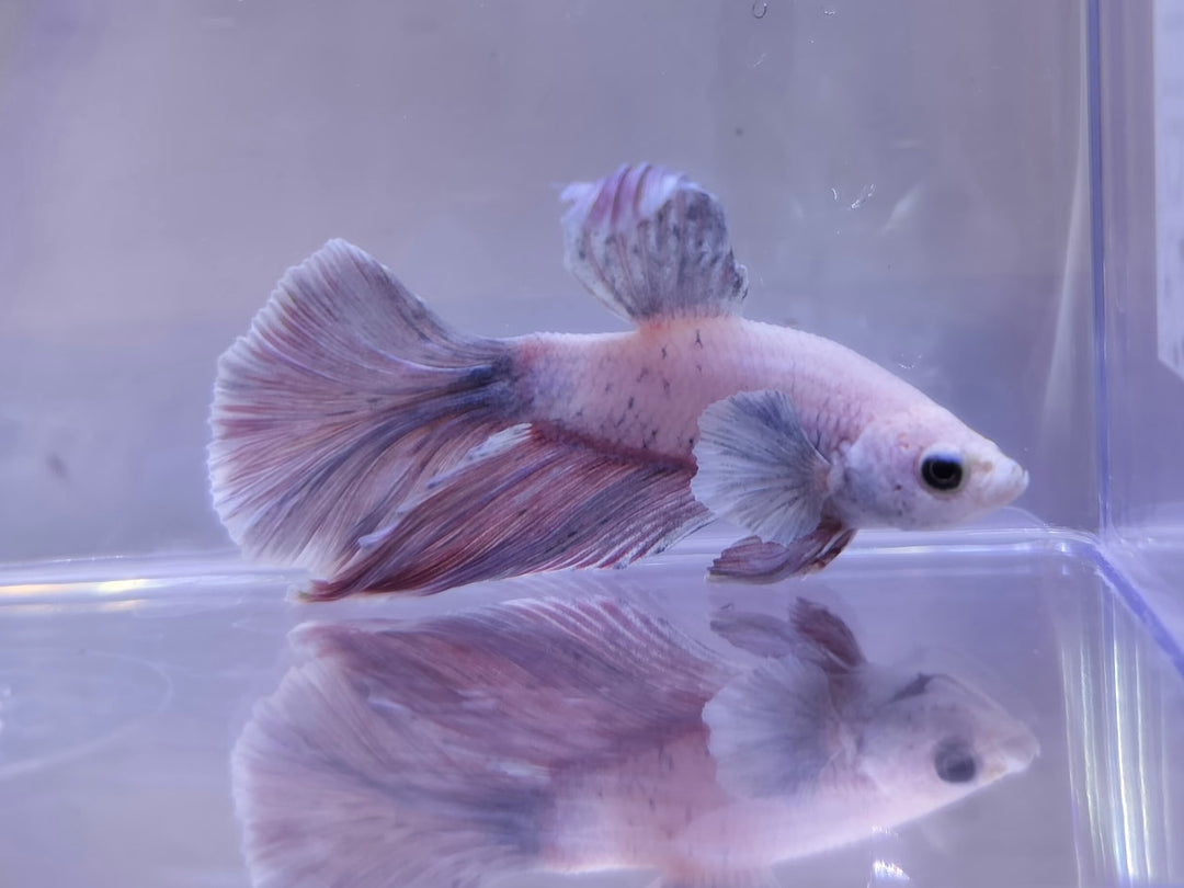 Dumbo Super Delta Betta Male BT1B