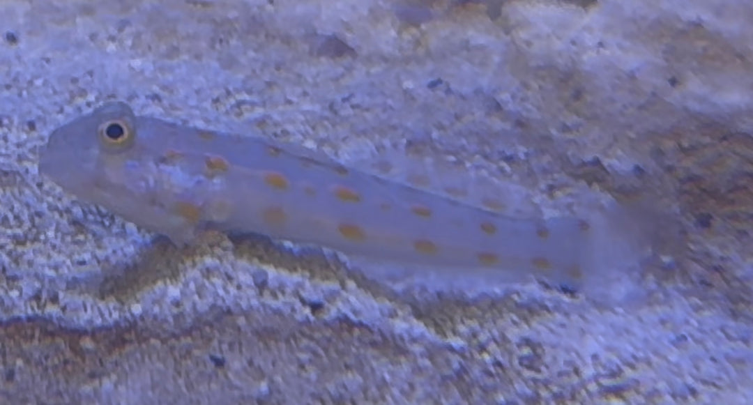Diamond Goby 3"