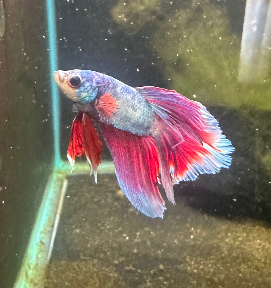 Halfmoon Rosetail Betta Male