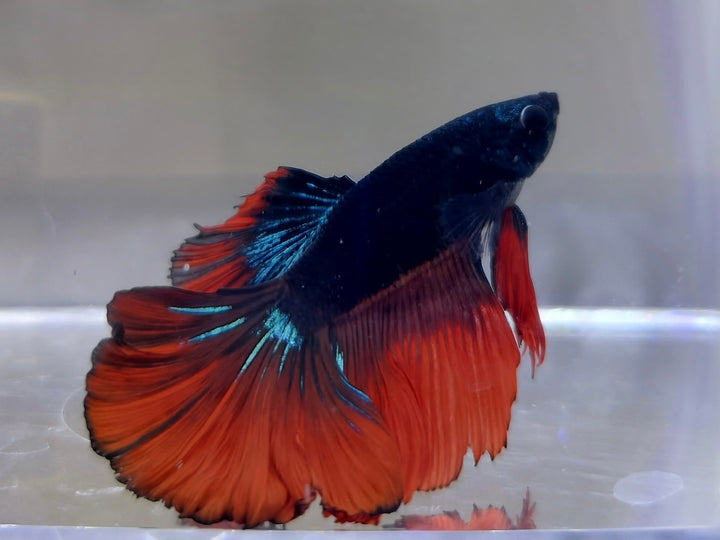 Halfmoon Betta Male BT2A