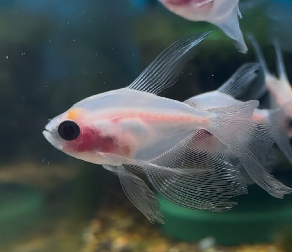 Blushing Longfin White Skirt Tetra