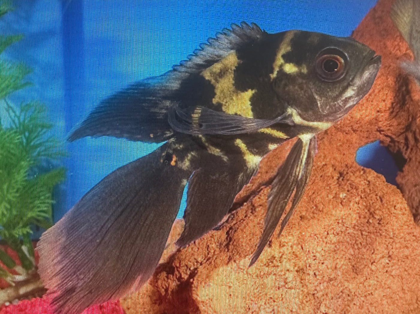 Longfin Tiger Oscar