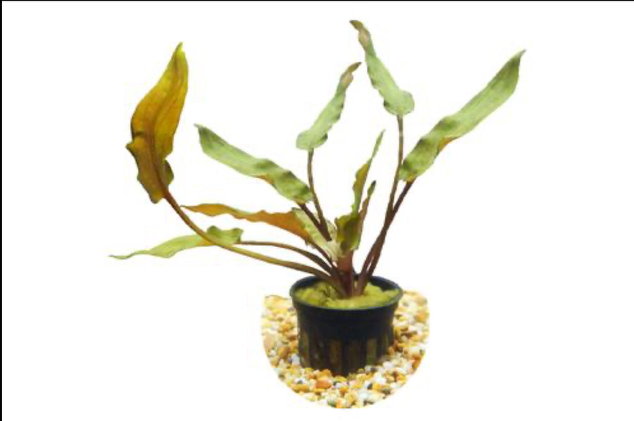 Red Crypt Wendtii Submerged Potted