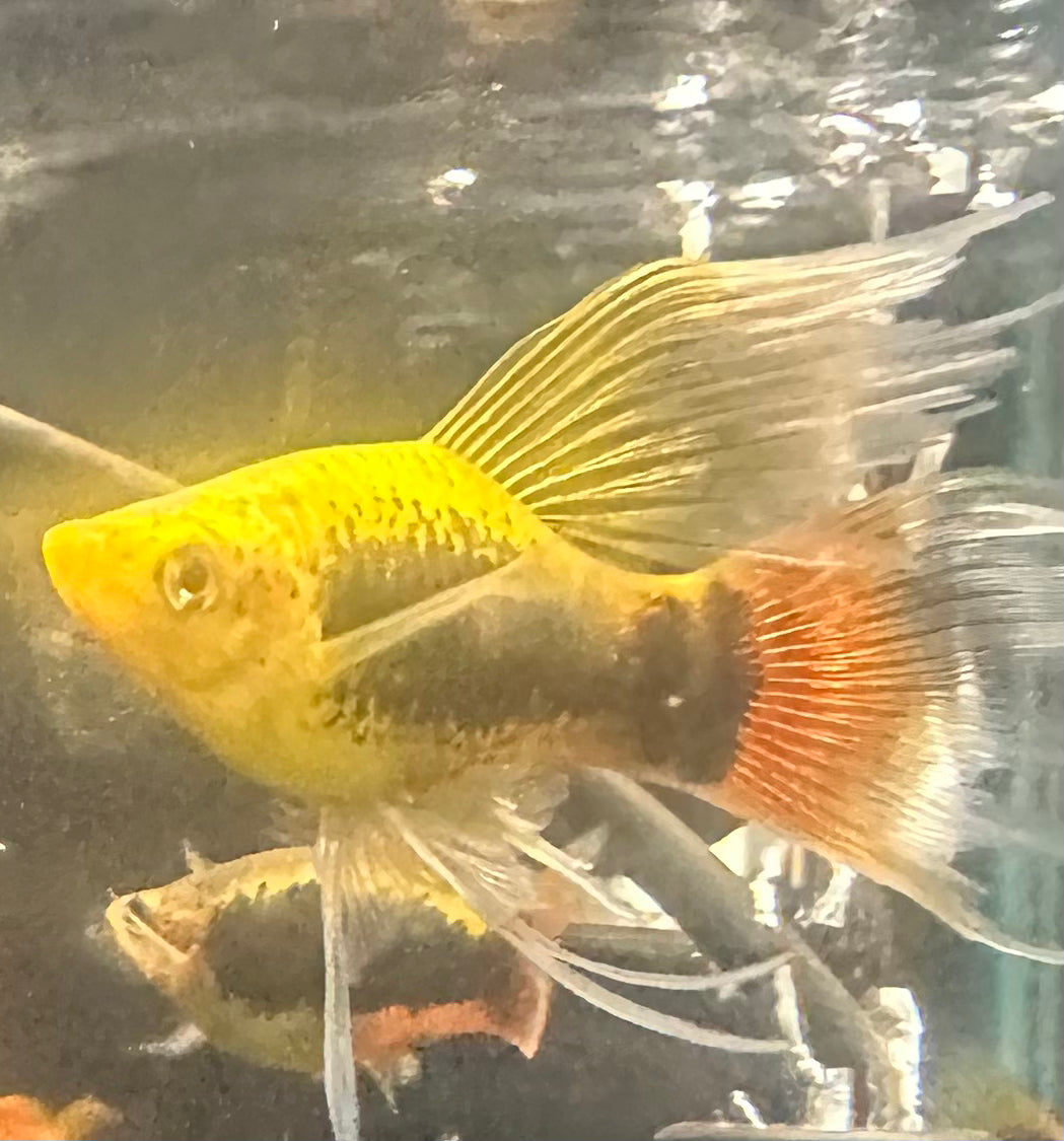 Hawaii Hifin Platy