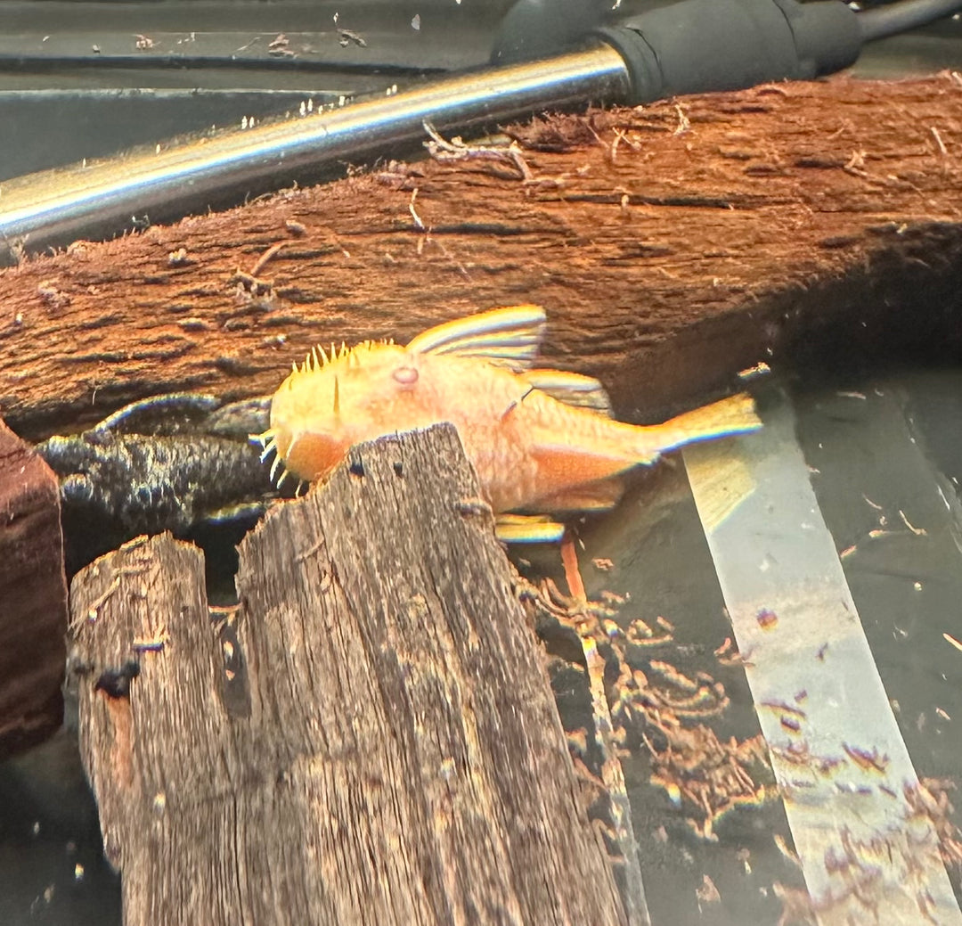 Albino Bristlenose 3-4" Male