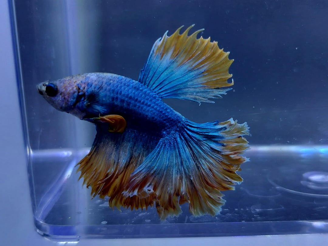 Mustard Gas Betta Male BT1D