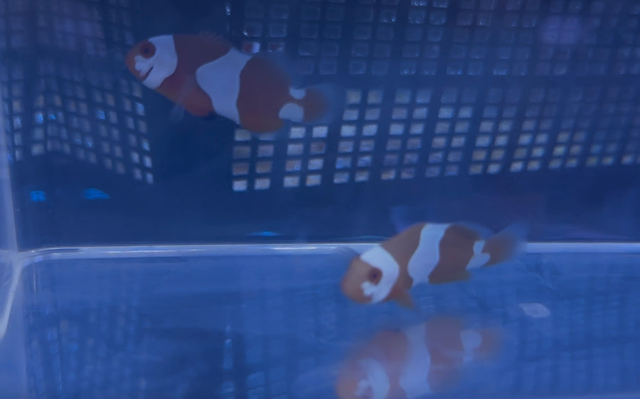 Picasso Semi Clownfish (Pair)