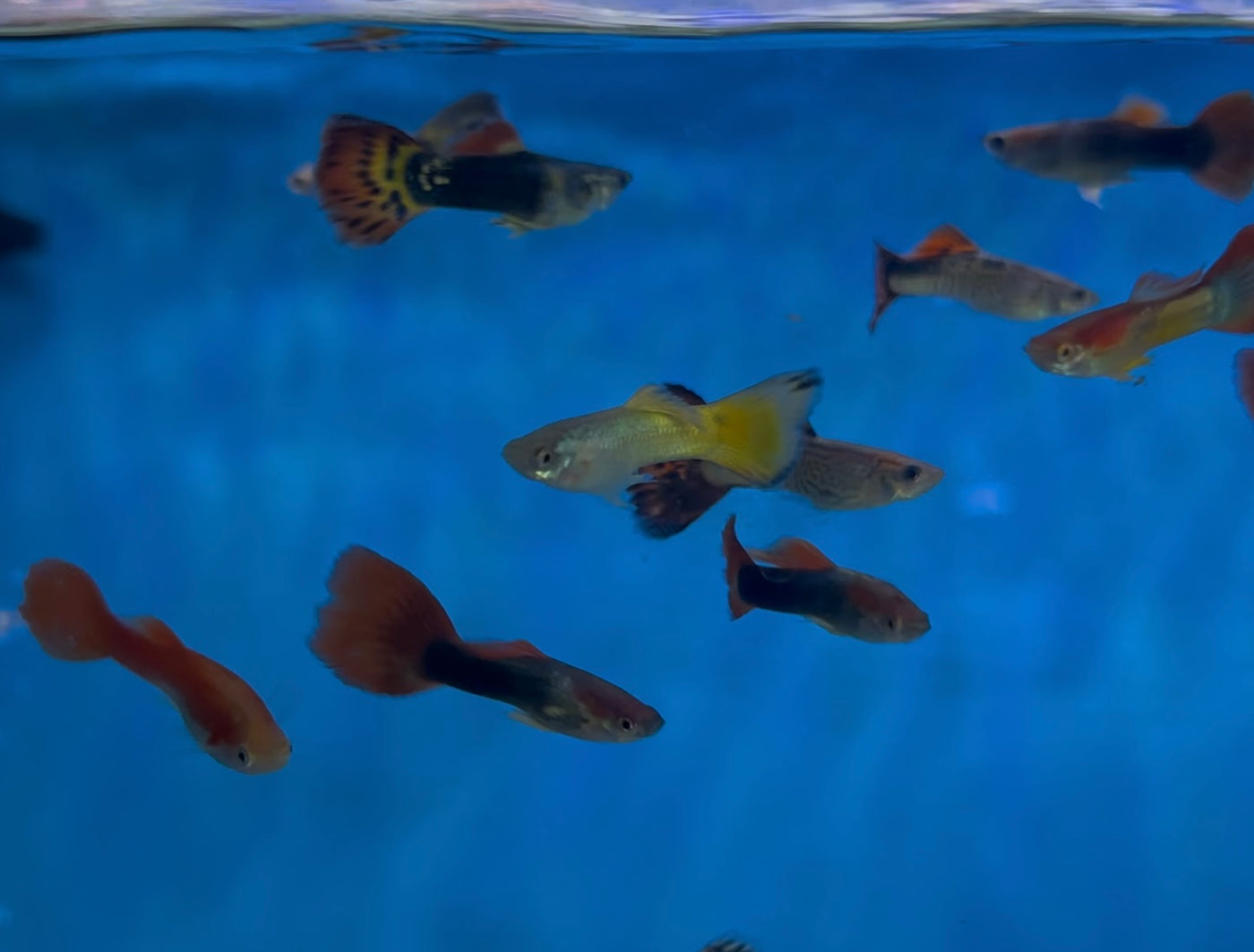 Assorted Guppy ( Male)