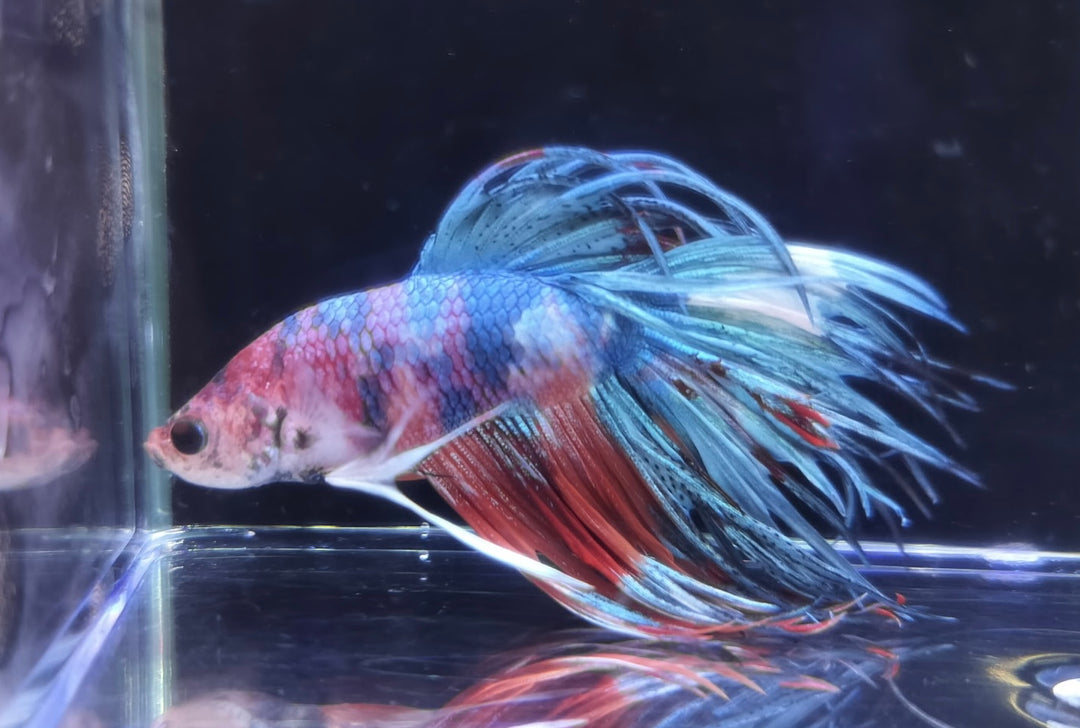 Crowntail Nemo Candy Male BT1A
