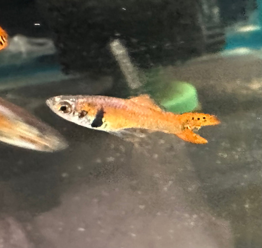Red Tiger Endler Male