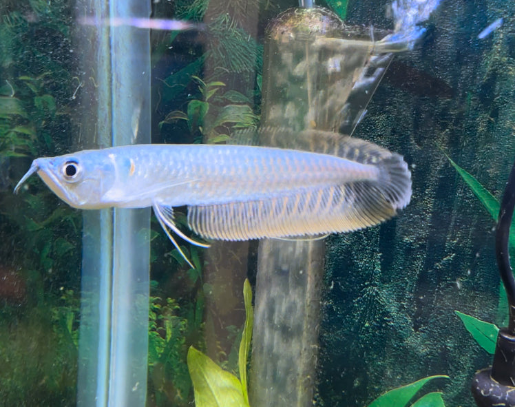Silver Arowana
